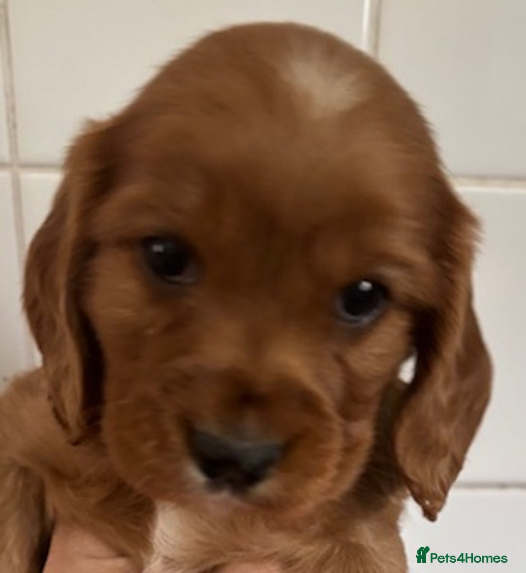 Cockalier dogs for sale: Cockalier puppies from KC parents - DNA CLEAR - Image 2