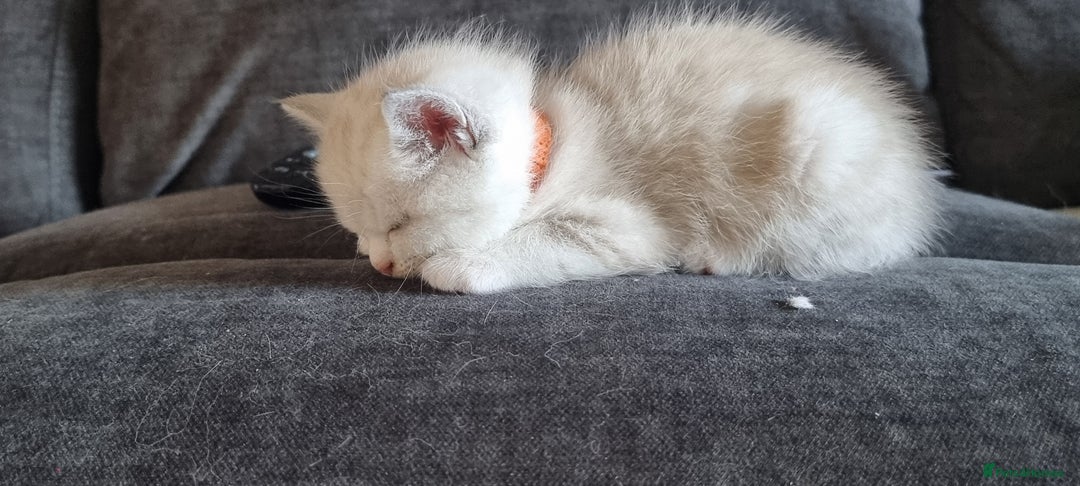 Persian cats for sale: Five loveable Persian kittens  - Image 20