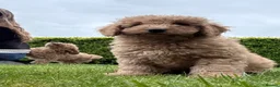 Cockapoo dogs for sale: Cockapoo Puppies!! 🐶  - Advert 8