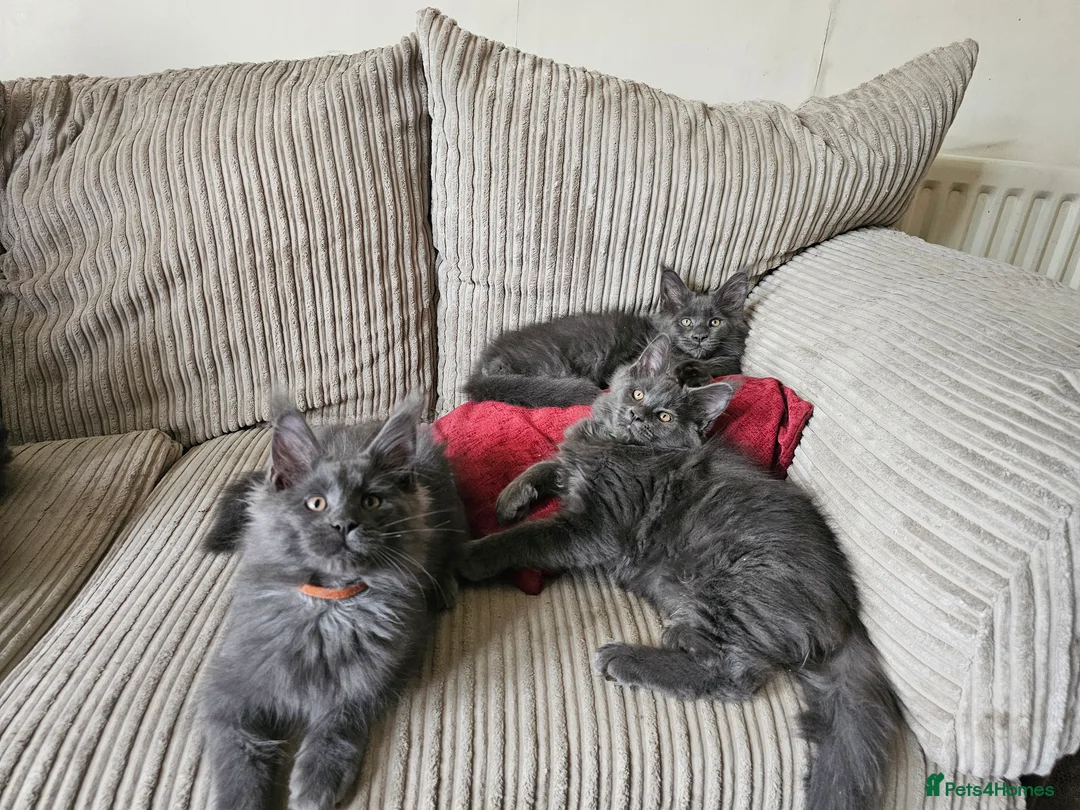 Maine Coon cats for sale: Blue Maine Coon Kittens in Dover - Advert 15