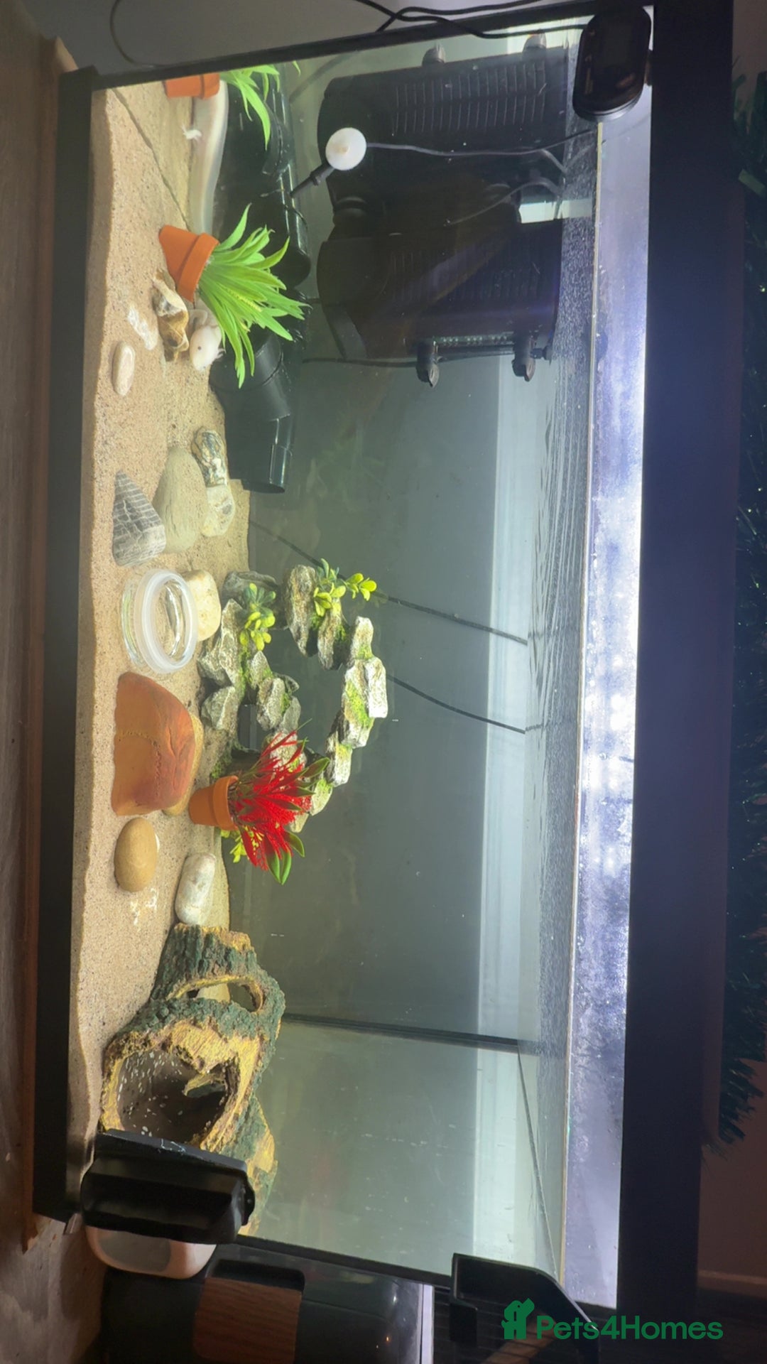 Axolotl reptiles for sale: Axolotl for a good home - Advert 2
