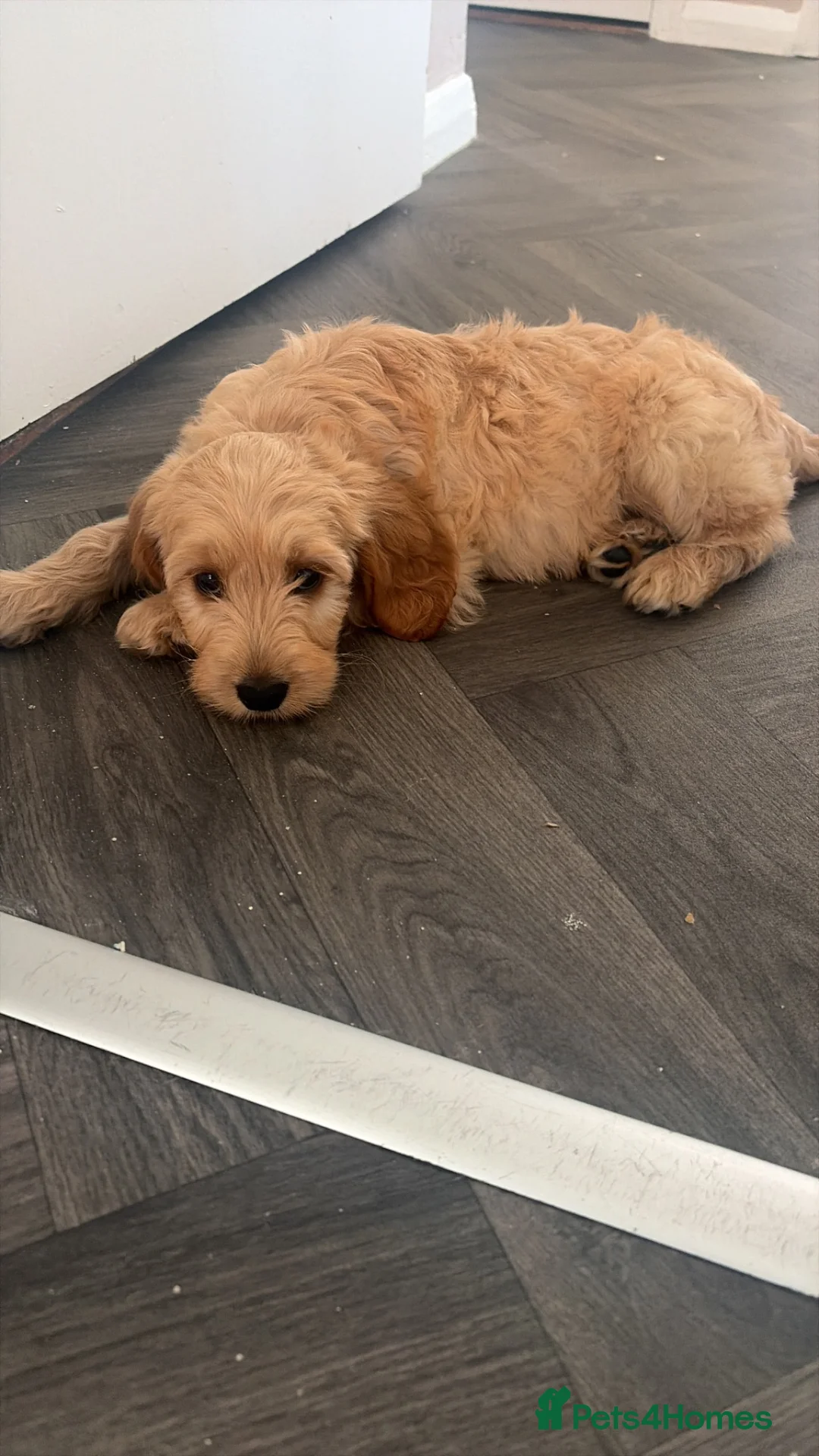 Cockapoo dogs for sale: Last girl cockapoo  - Advert 3