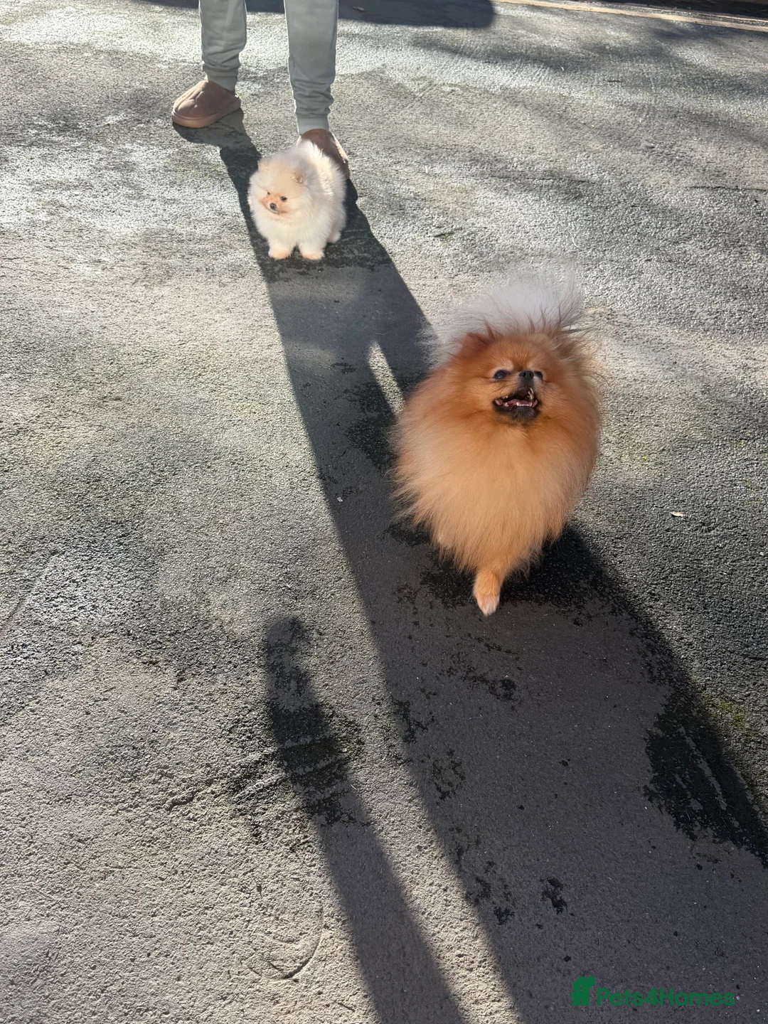 Pomeranian dogs for sale: Beautiful Purebred Pomeranian Puppies - Advert 8