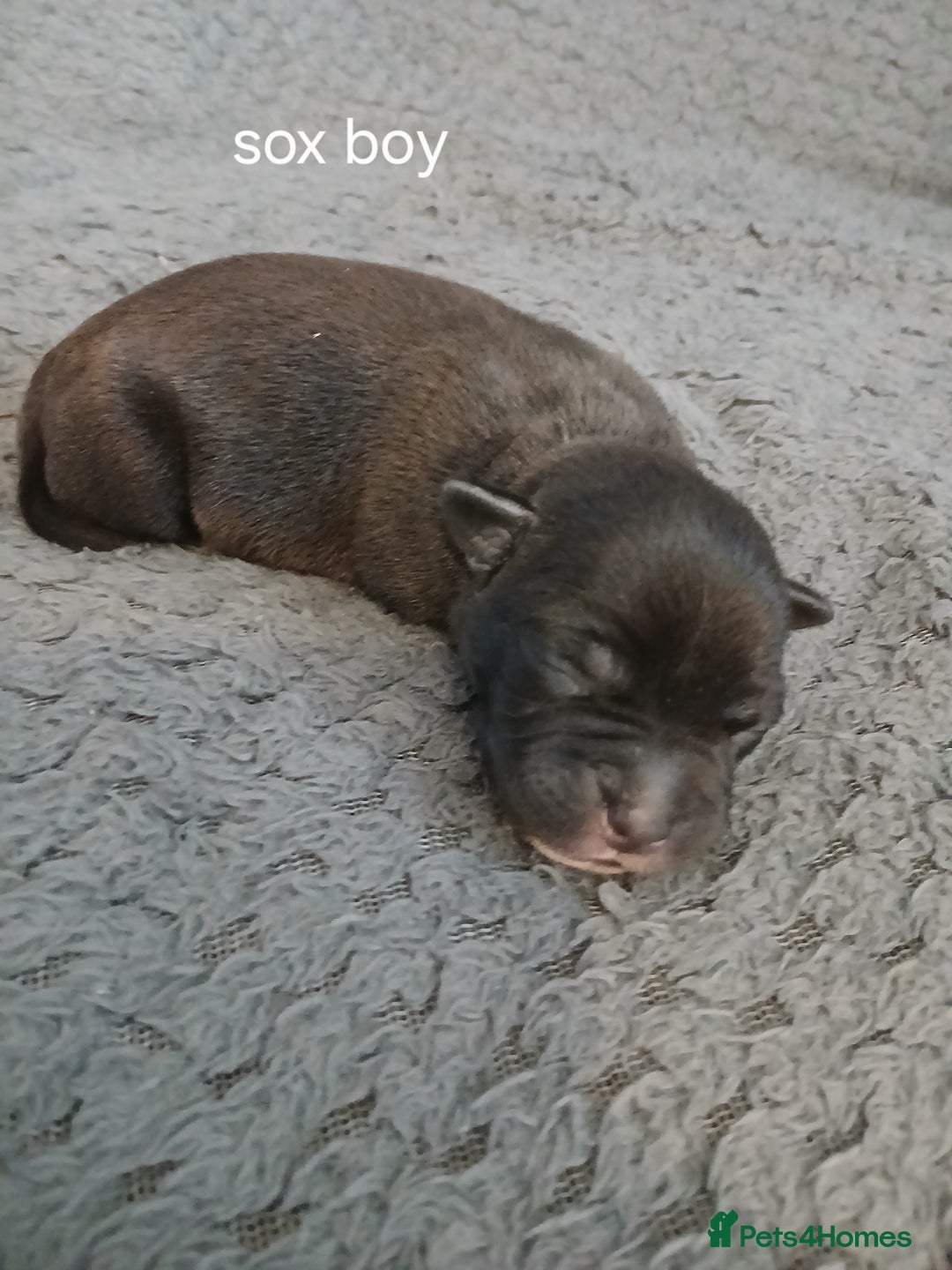 Staffordshire Bull Terrier dogs for sale: Staffordshire bull terrier pups  - Advert 4