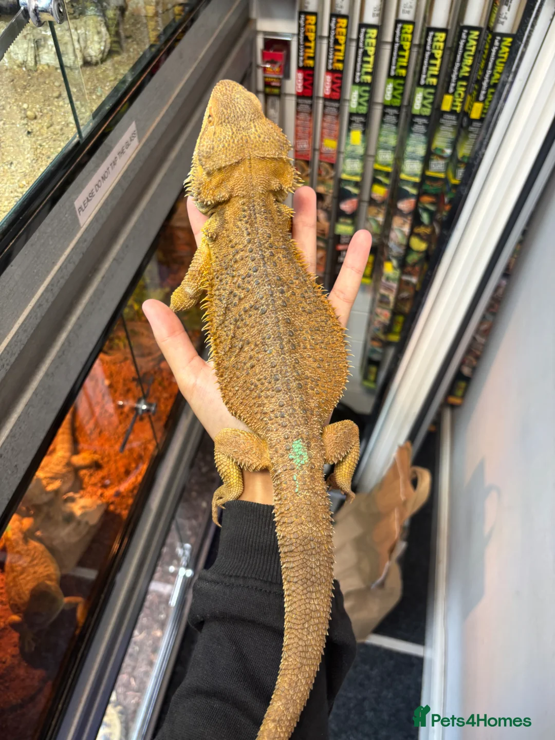 Bearded Dragon reptiles for sale: MALE bearded dragon  - Advert 2
