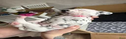 Dalmatian dogs for sale: *1 left please read* Purebred Dalmatian puppies - Advert 28