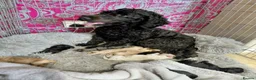 Cockapoo dogs for sale: 5* F2B Merle Cockapoos  - Advert 12