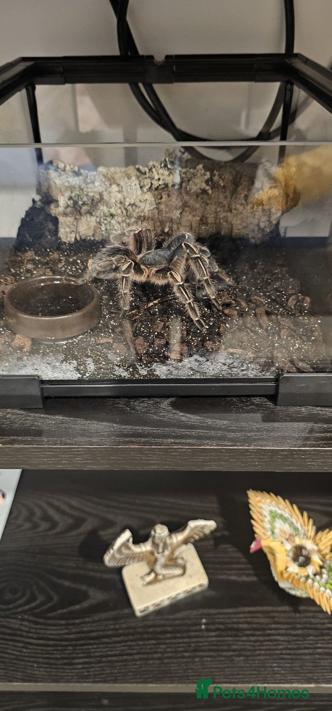 Tarantulas invertebrates for sale: Costa Rican Zebra Tarantula - Image 3