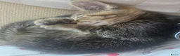American Shorthair cats for sale: Adorable kitten for sale! - Advert 3