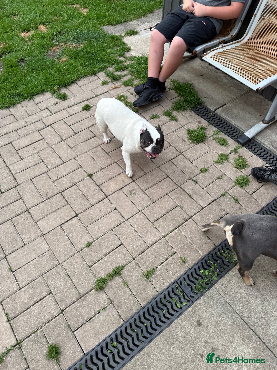French Bulldog dogs for sale: Female French bulldog  - Image 2
