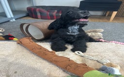 Cocker Spaniel dogs for sale: LAST TWO SHOW COCKER SPANIEL BOYS in Ely - Image 12