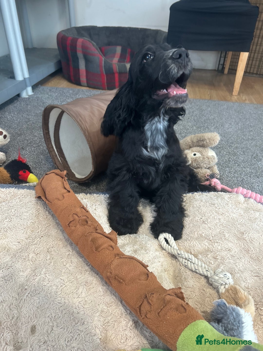 Cocker Spaniel dogs for sale: LAST TWO SHOW COCKER SPANIEL BOYS in Ely - Image 12