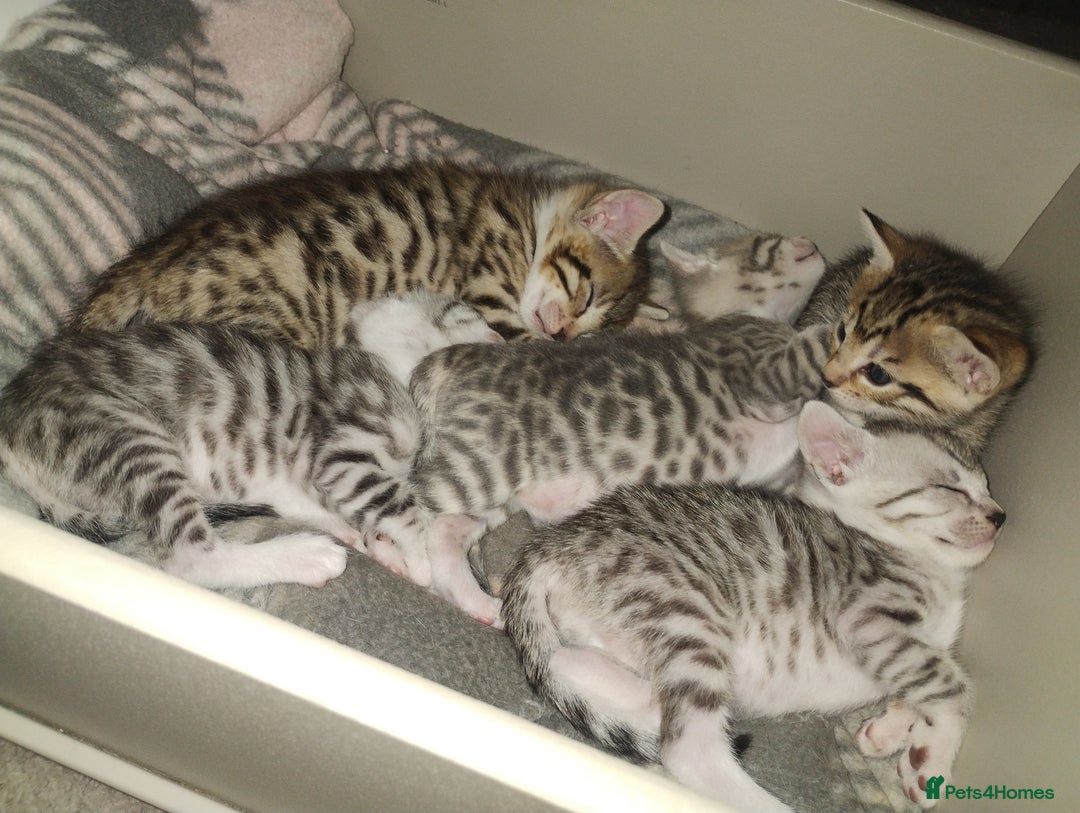 Bengal cats for sale: Stunning kittens - Image 2