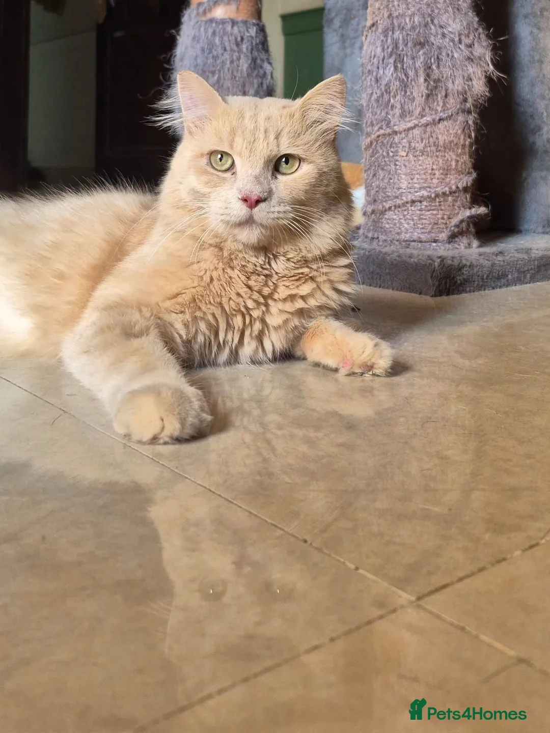 Mixed Breed cats for adoption: Arturo - Advert 2