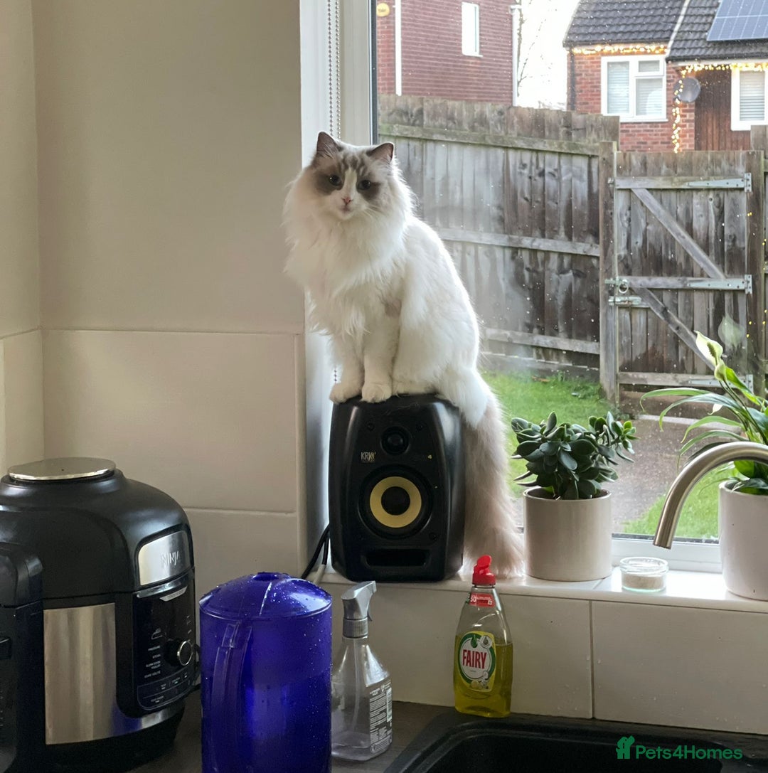 Ragdoll cats for sale: Female kitten become available! Pure Ragdoll in Derby - Image 14