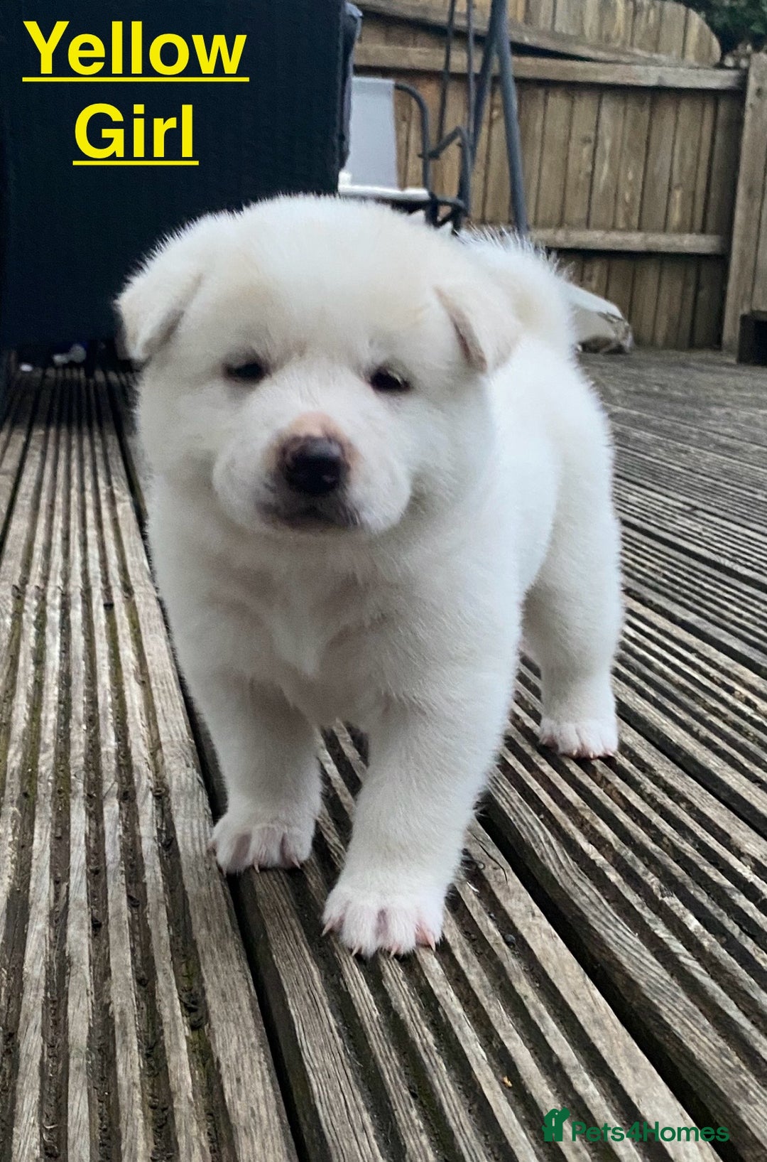 Japanese Akita Inu dogs for sale: Beautiful Japanese Akita Inu Puppies 2boys/2girls - Image 10