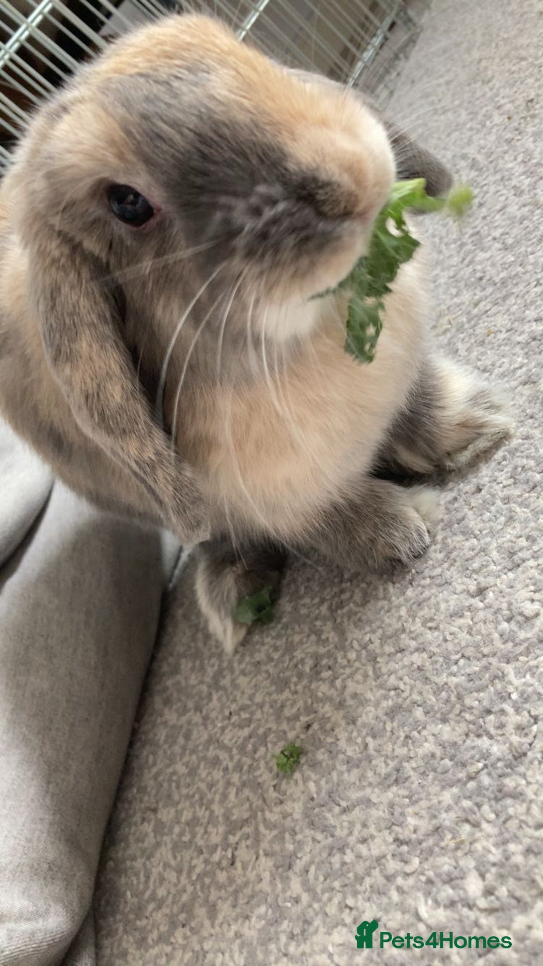 Mini Lop rabbits for sale: Mini lop doe - Advert 1