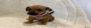 Jack Russell 7