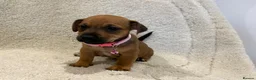 Jack Russell dogs for sale: Rainbow litter of Jack Russell’s - Advert 3