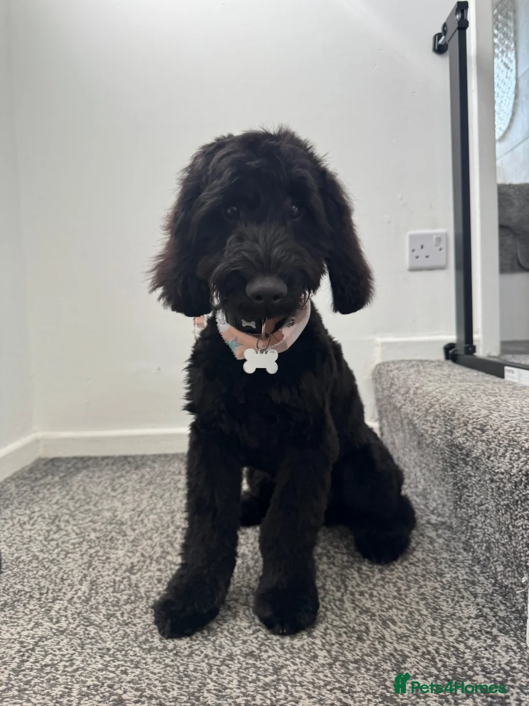 Cockapoo dogs for sale: Pup for sale - new home needed  in Wigan - Advert 2