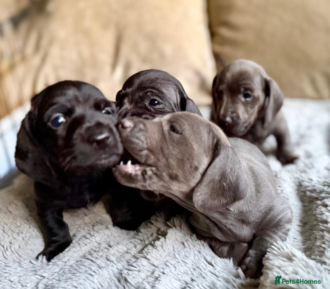 Miniature Dachshund dogs for sale: Rare colour KC registered mini dachshund puppies  - Advert 3