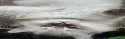 Ragdoll cats for sale: 💙🐾 2 Stunning TICA Ragdoll Boys 🐾💚 - Advert 23
