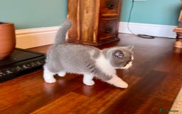 British Shorthair cats for sale: GCCF kittens  - Advert 9