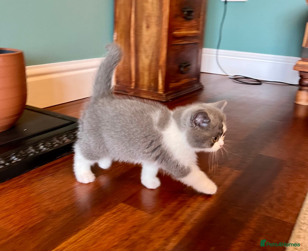 British Shorthair cats for sale: GCCF kittens  - Advert 9