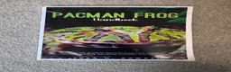 Frog reptiles for sale: Pac-Man complete set up in Ingatestone - Advert 5