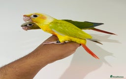 Conures birds for sale: Hand reared conures for sale - Image 9