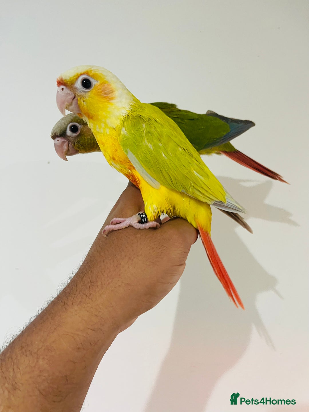 Conures birds for sale: Hand reared conures for sale - Image 9