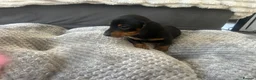 Miniature Dachshund dogs for sale: Miniature Daschund Pups for loving homes - Advert 4