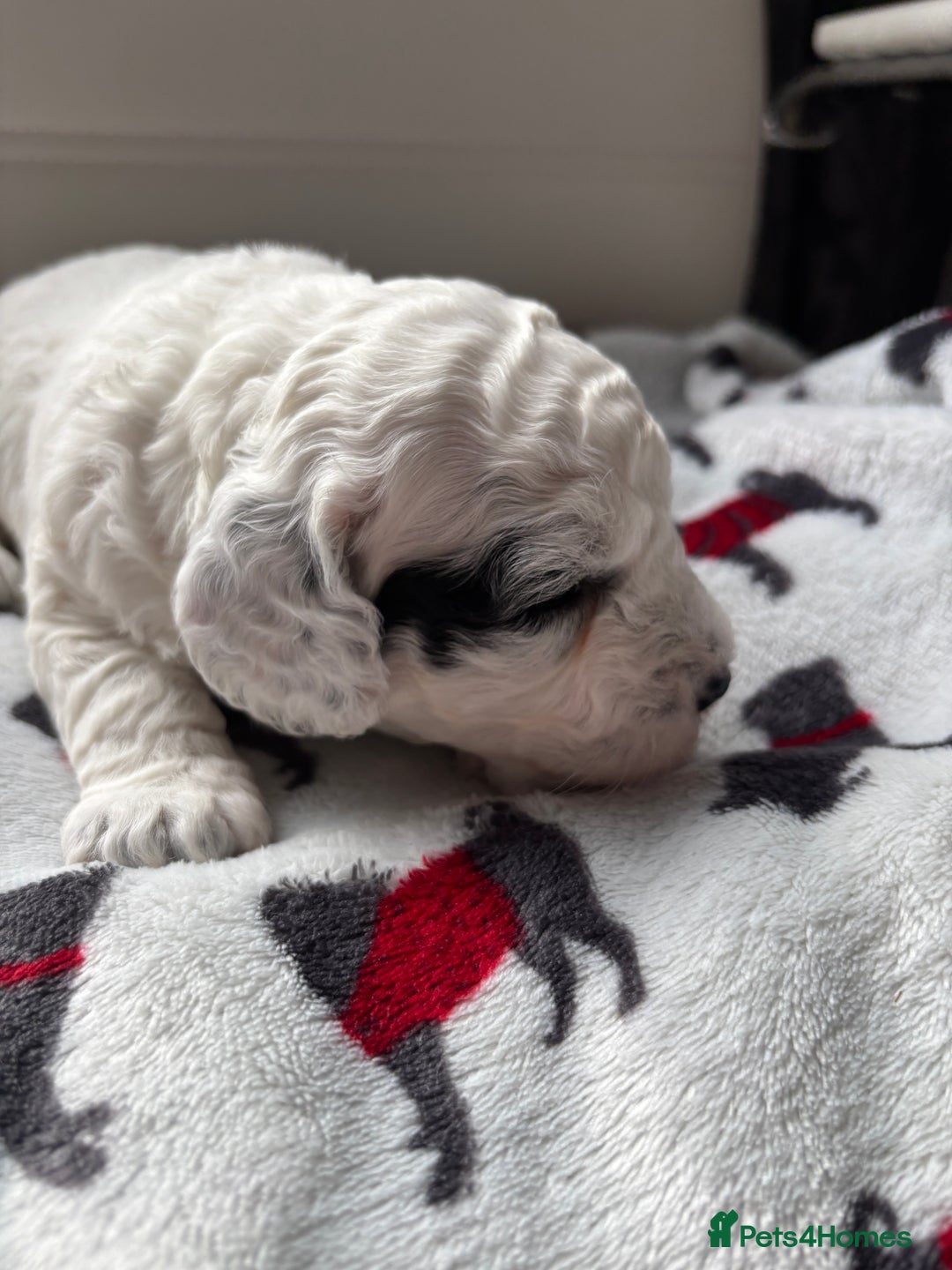 Cockapoo dogs for sale: Adorable F2 Cockapoo Puppies - First Litter  - Advert 26