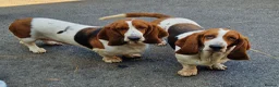 Basset Hound dogs for sale: Beautiful Sisters - Advert 2