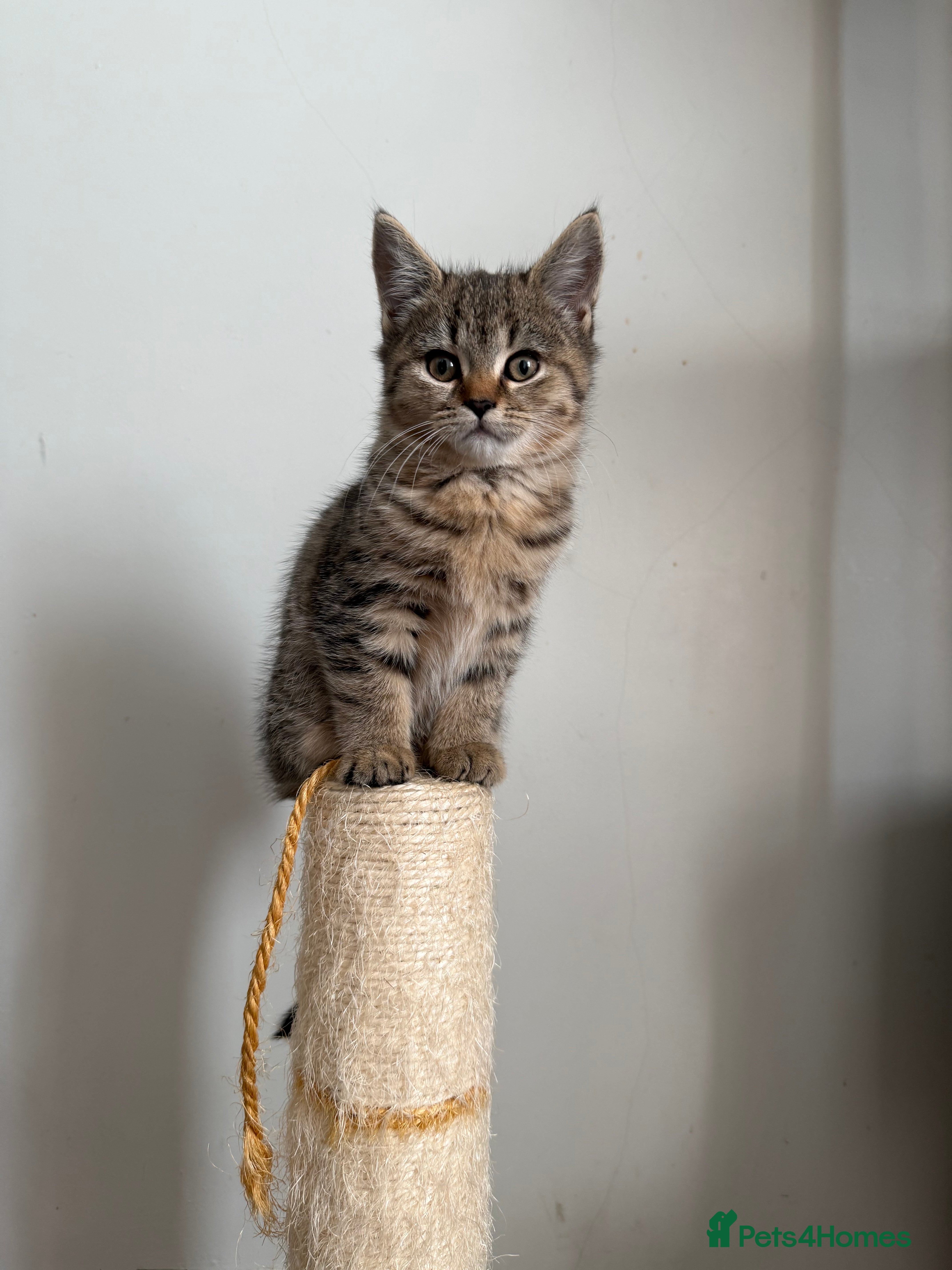 British Shorthair cats British shorthair cross  - Advert 2