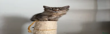 British Shorthair 2