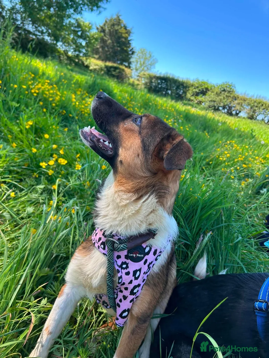 Mixed Breed dogs for adoption: Meet Rizzo, currently residing in Cheshire  in Nantwich - Advert 9