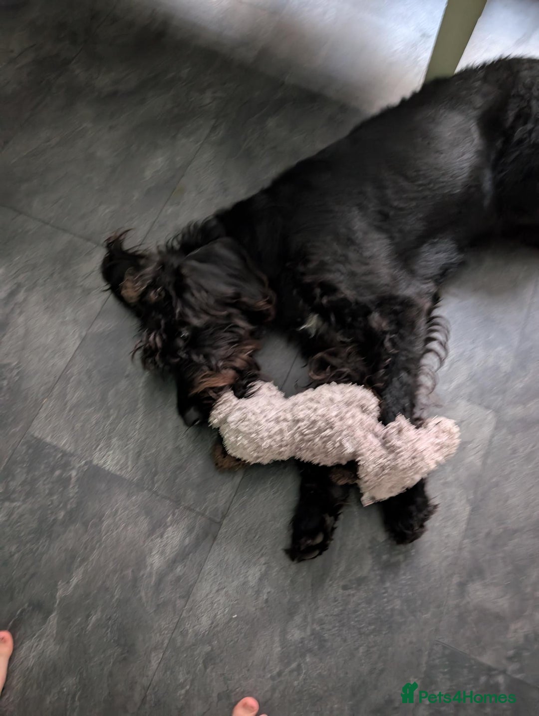 Labradoodle dogs for sale: 🐾 Labradoodle Puppies Expected Mid-January 🐾 - Advert 6