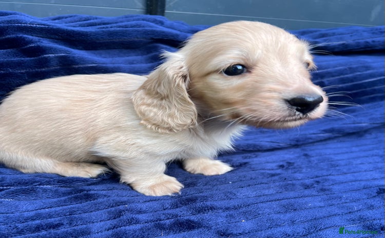 Miniature Dachshund dogs - Advert 6