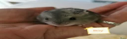 Hamster rodents for sale: Baby Winter white dwarf hamsters  - Advert 2