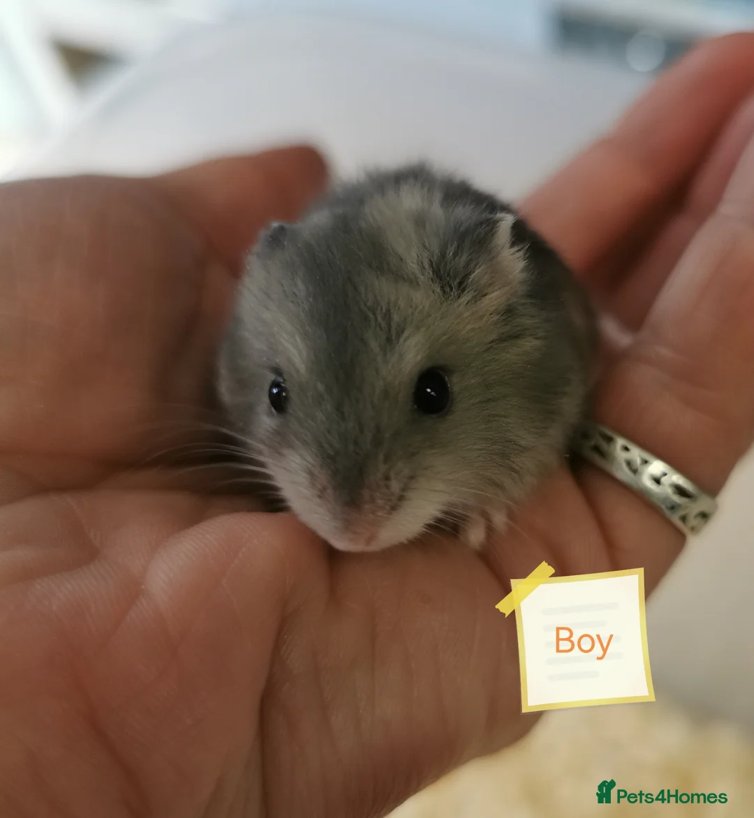 Hamster rodents for sale: Baby Winter white dwarf hamsters  - Advert 2