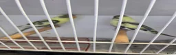 Budgerigars birds for sale: All sorts of budgies  in Crook - Advert 7