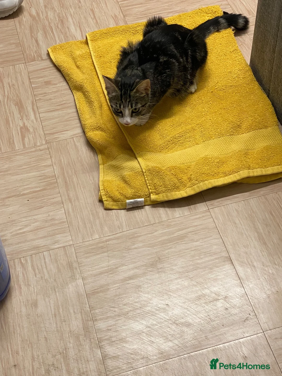 Mixed Breed cats for sale: Gorgeous young girl  £10 - Advert 2