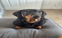 Dachshund dogs for sale: Loving 2 year old Dachshund- Rehoming - Image 1