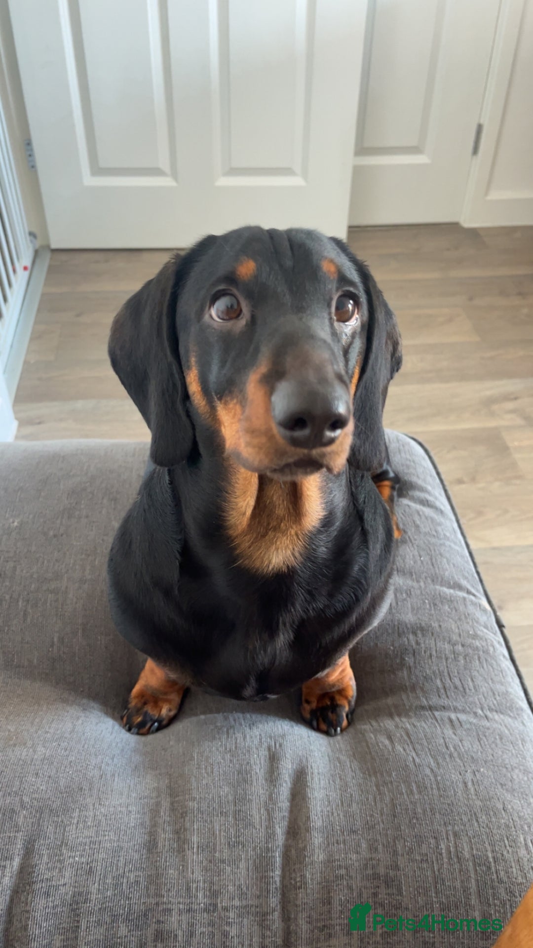 Dachshund dogs for sale: Loving 2 year old Dachshund- Rehoming - Image 1