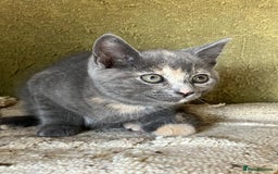 Mixed Breed cats for sale: Farm Reared Kittens x 4 - Image 6