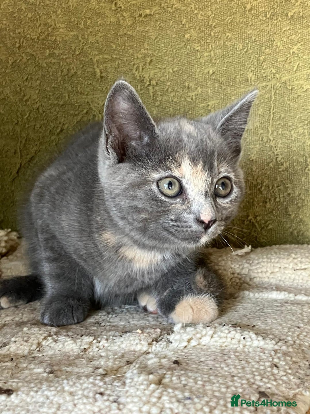 Mixed Breed cats for sale: Farm Reared Kittens x 4 - Image 6
