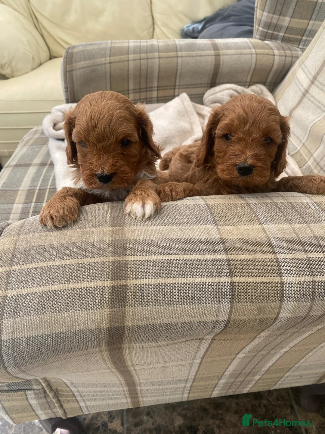 Cavapoo dogs for sale: Beautiful cavapoo puppies - Advert 7