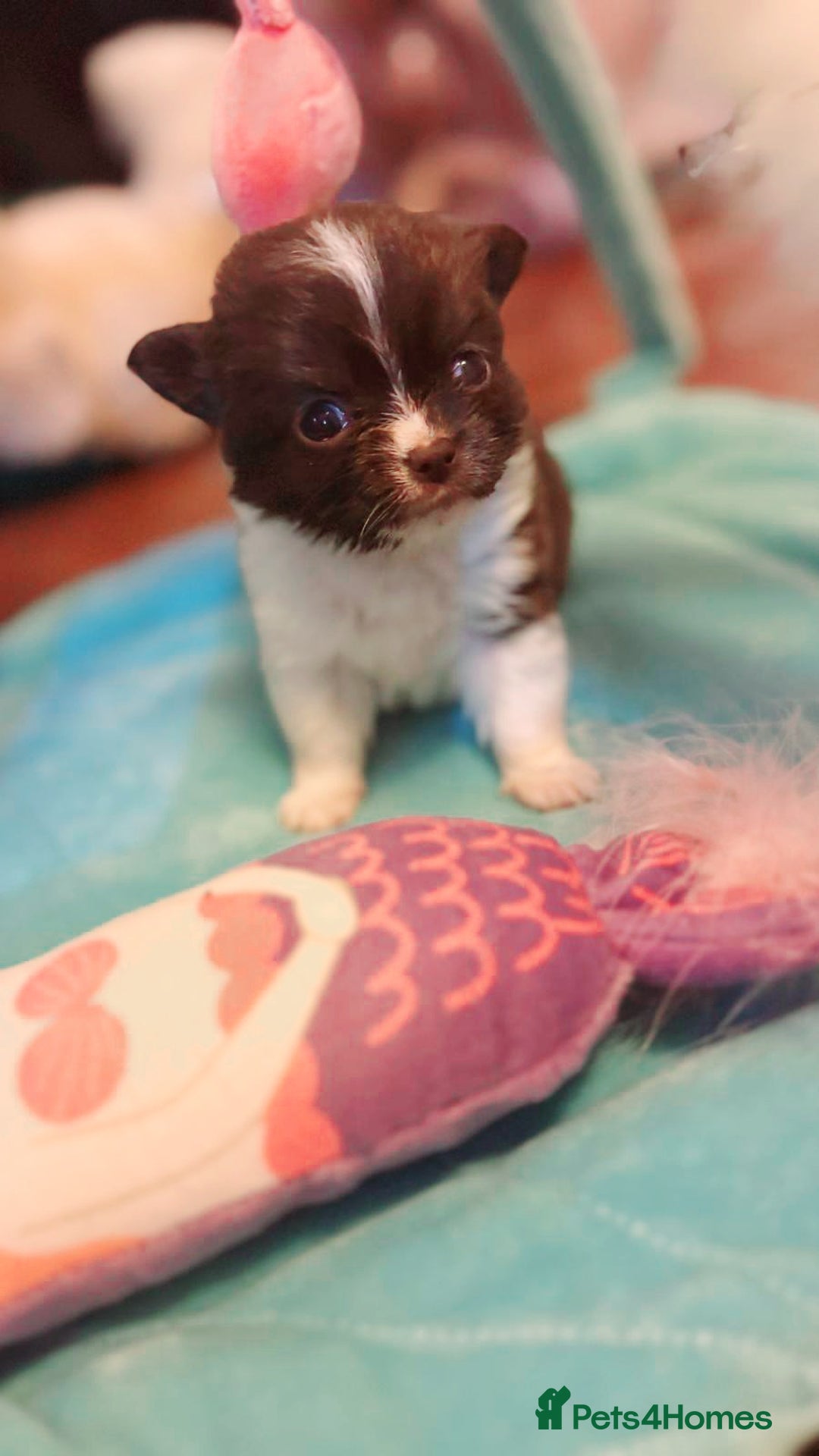 Chihuahua dogs for sale: Beautiful chihuahua babies - Advert 7