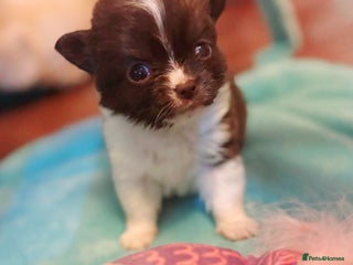 Chihuahua dogs Beautiful chihuahua babies - Advert 2